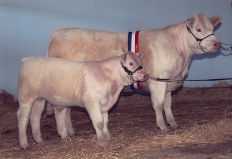 AISW26F Airlie Rebecca Interbreed Pair Female Champion