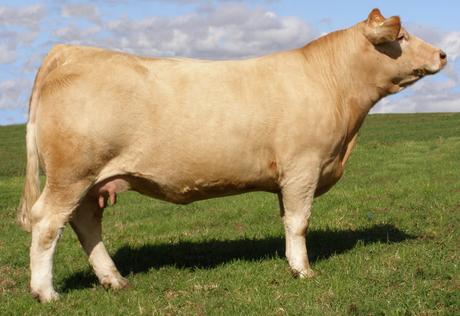 Airlie Princess Z258E