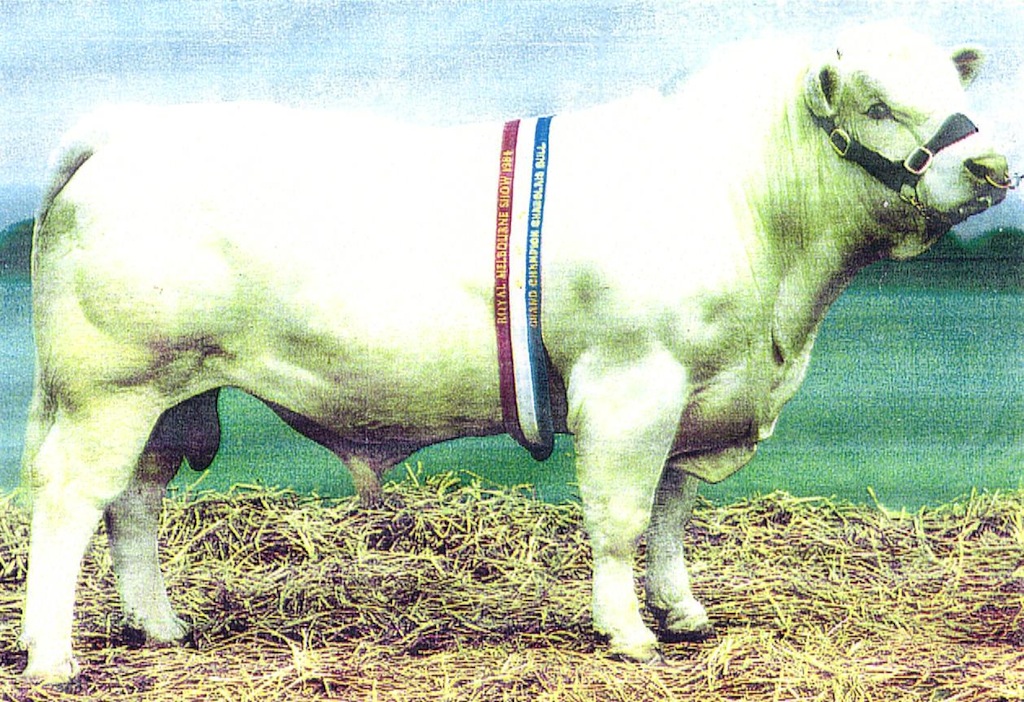 253R16F Brookfield Reagan Interbreed Pair Bull Hordern Trophy