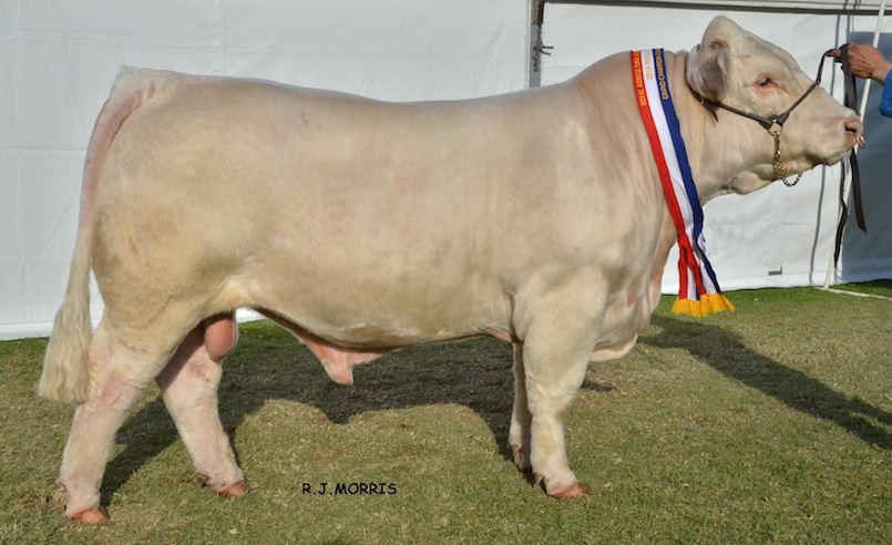 AISH86E Airlie Hirohito Grand Champion Charolais Bull and Grand Champion Pair (Interbreed) Bull