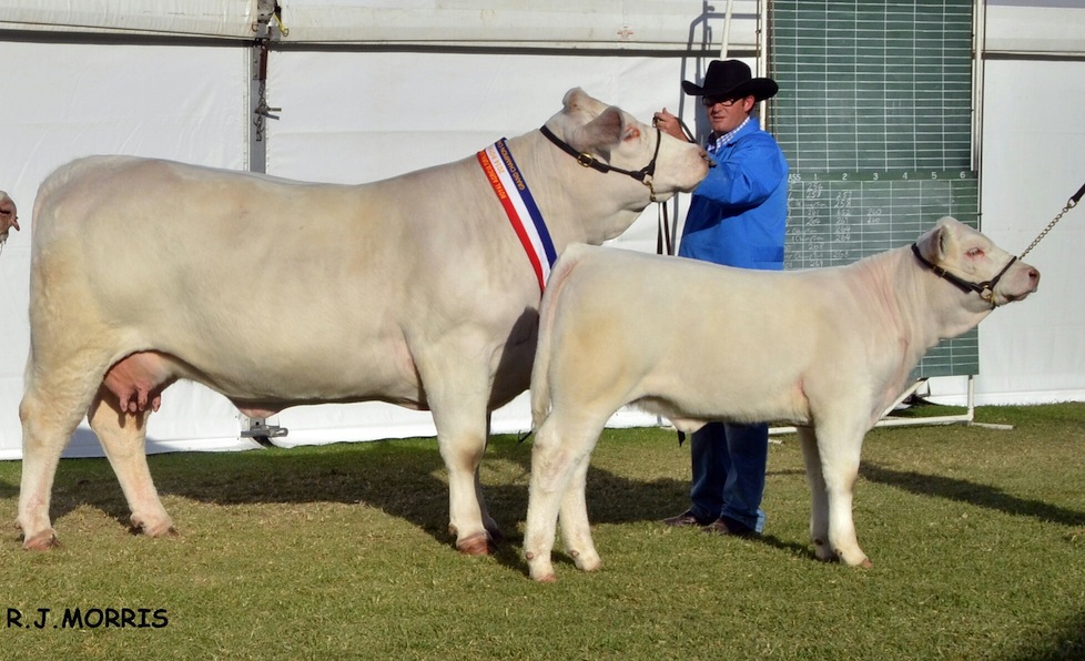 AISG10F Airlie Rebecca Grand Champion Charolais Female, Supreme Charolais Exhibit and All Breeds Grand Champion Female & All Breeds Grand Champion Pair Female