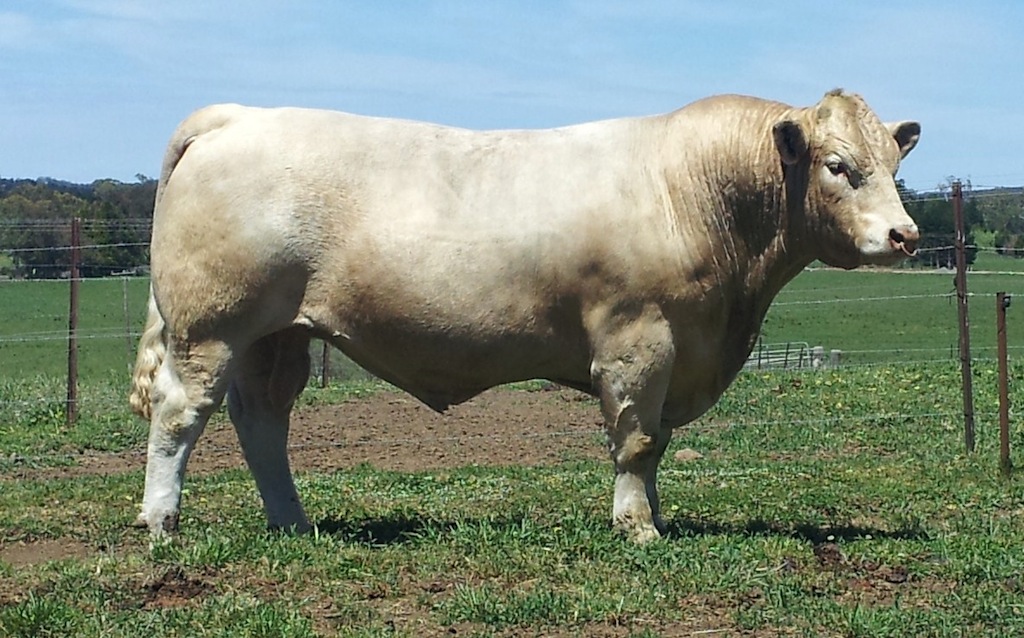 AISF726E Airlie Fiable Charolais Supreme Champion of Charolais & Senior & Grand Champion Bull