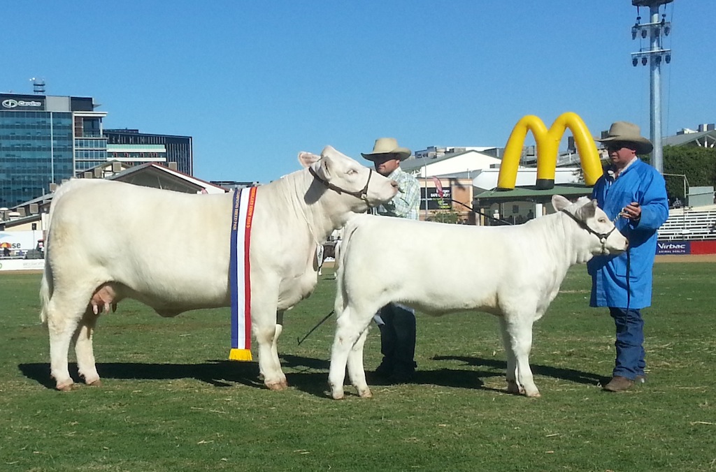 AISG10F Airlie Rebecca Senior & Grand Champion Matron of the Show and Champion of Champions (Interbreed Pair) Female