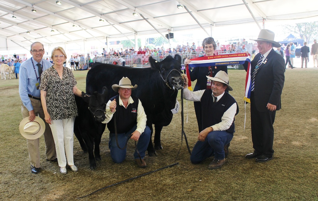 AISG300 Talis Adventure Angus Senior & Grand Champion Female