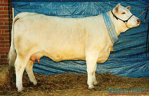 AISQ303E Airlie Noissette Interbreed Pair Female Hordern Trophy