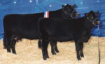 BMLR512 Talis Millicent Interbreed Pair Female Hordern Trophy