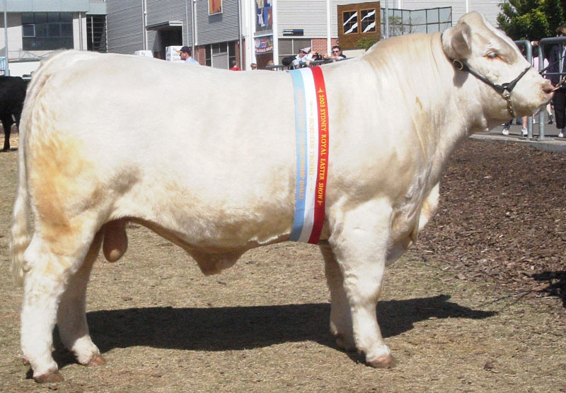 AISW212E Airlie Wasserman Interbreed Pair Bull Hordern Trophy