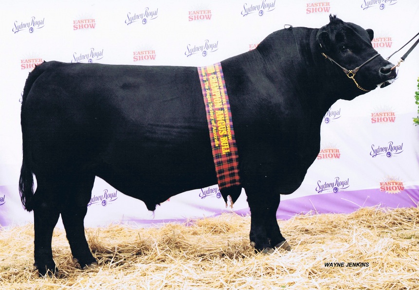 BMLG337 Talis Gas Gas, Sydney 2014, Grand Champion Bull