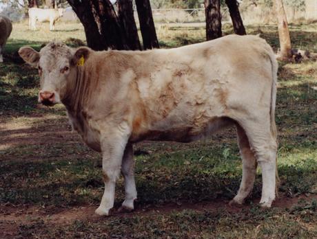 Airlie Digna W36E
