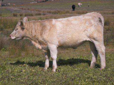 Airlie Princess W273E