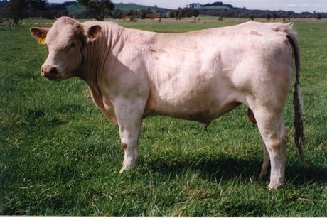 Airlie Pitchers Peace