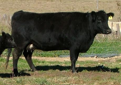 Talis Milicent W521
