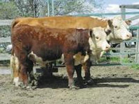 Eurangatuck Rebecca 33