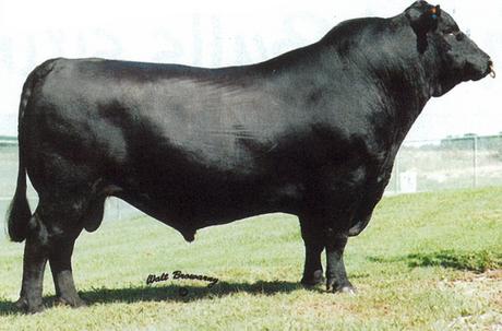 G A R Expectation 4915