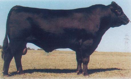 Vdar New Trend 315