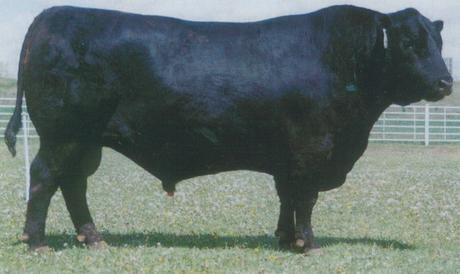 Tc Stockman 2164