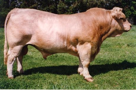 Airlie New Generation