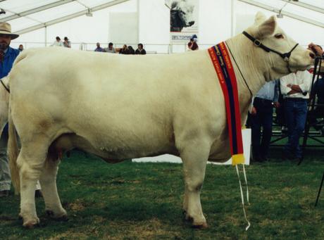 Airlie Polled Pussy Cat