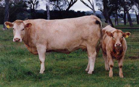 Airlie Friesia Q283E