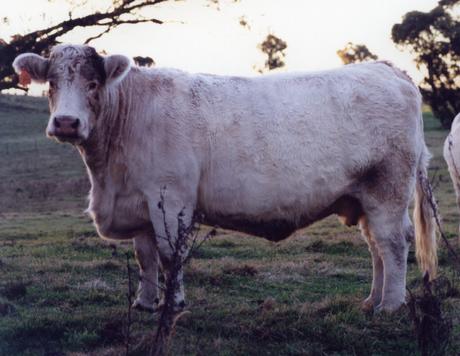Airlie Germaine