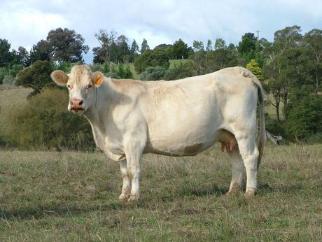 Airlie Dianna R239F
