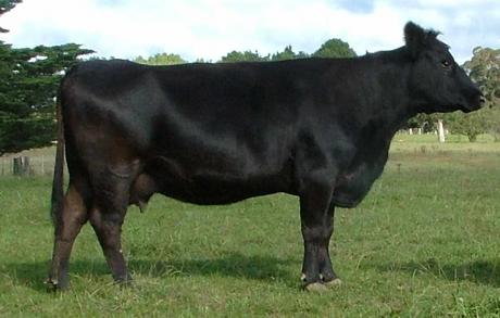 Talis High Jinx T504