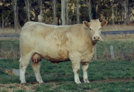 Airlie Kelly V35E