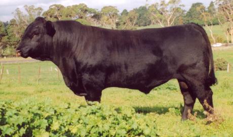 Talis Woomera