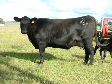 Fellwood Nerolie R54