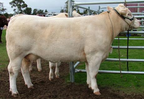 Airlie Martine Z138F