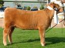Sybil Of Airlie U901
