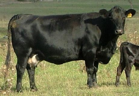 Willsbro Hi Jinx Q39