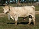 Talis Beefmaker