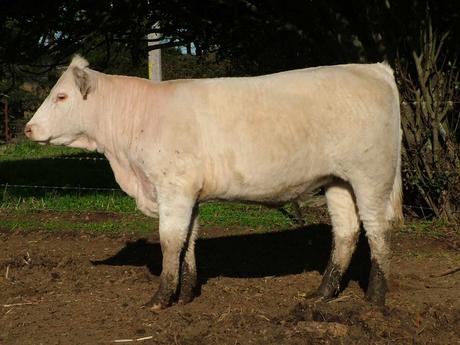 Airlie Martine B27E