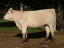 Airlie Martine B27E