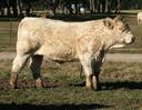 Airlie A209E