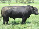Talis A520