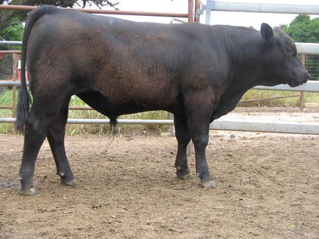Talis B596