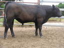 Talis B596