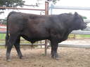 Talis B575