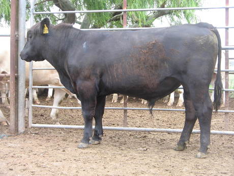 Talis B579