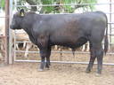 Talis B579