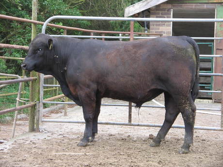 Talis B552