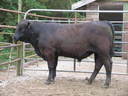 Talis B552