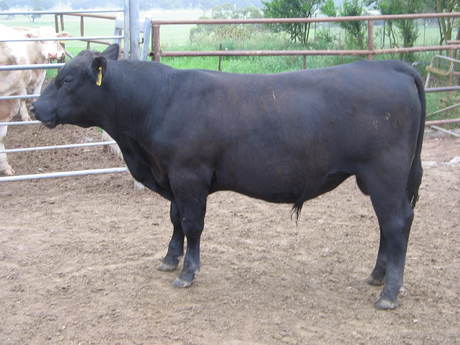 Talis B609