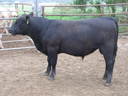 Talis B609