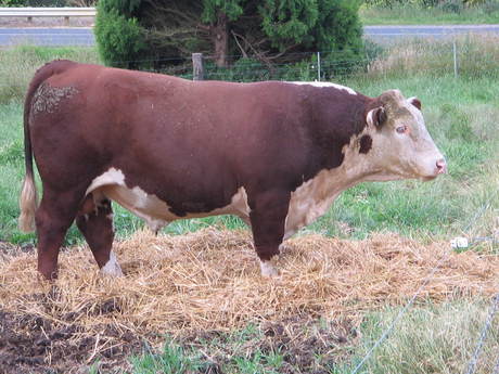 Talis Twilight A953