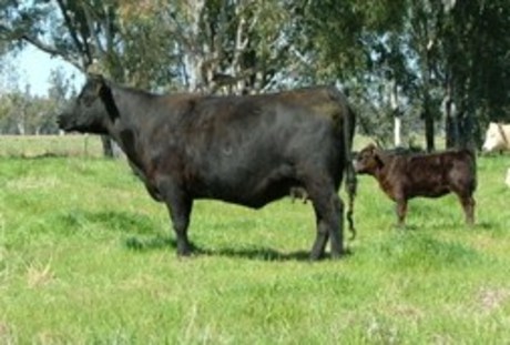 Talis Nesta W508