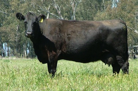 Talis Gretel W518