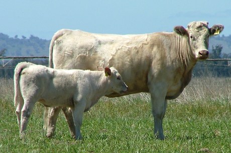Airlie Katrina C212E